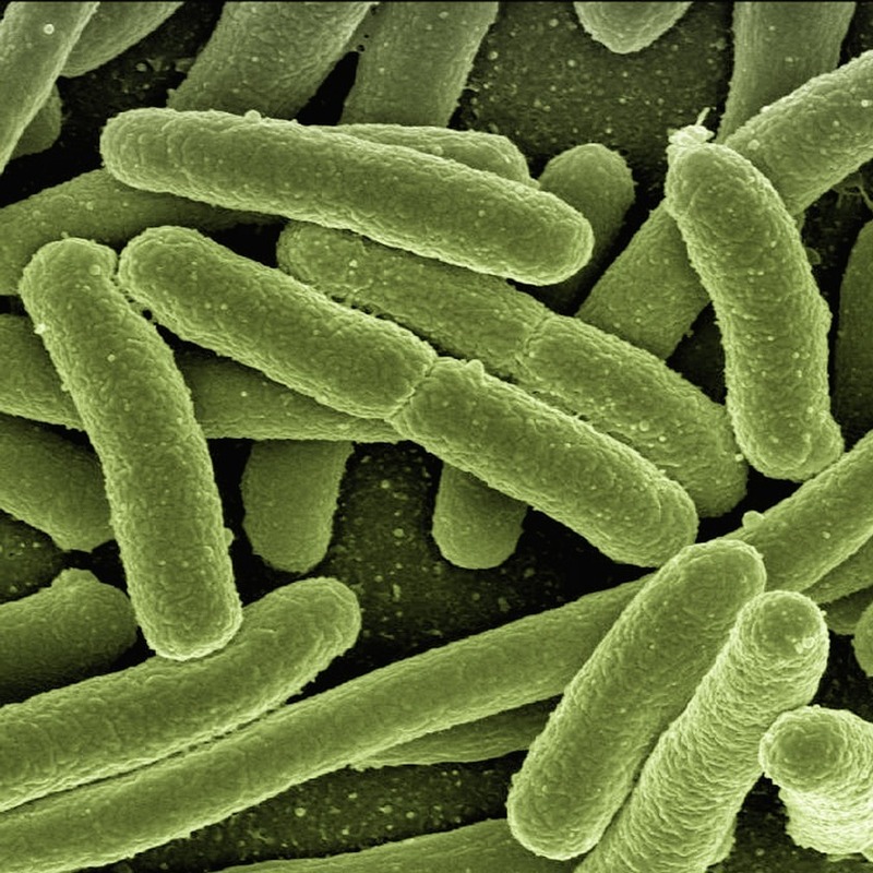 bacteria