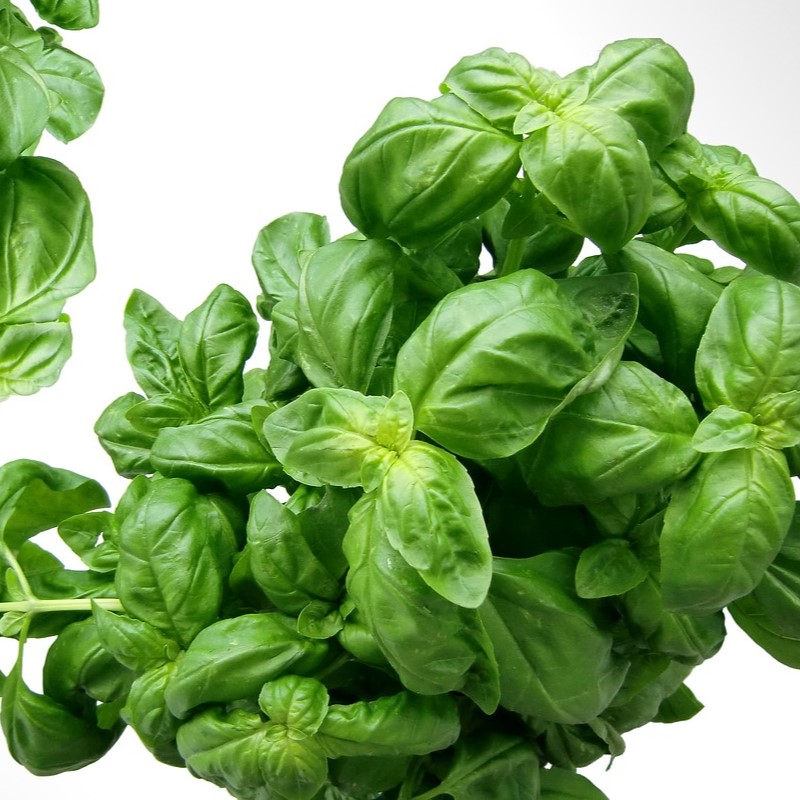 basil