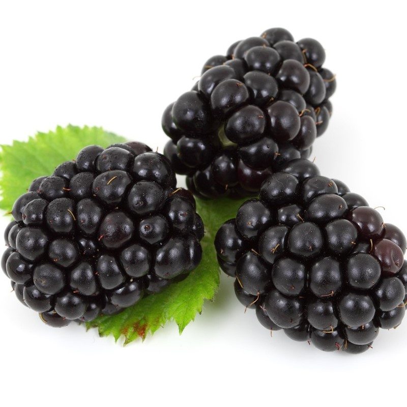 blackberry