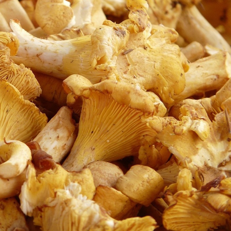 chanterelle