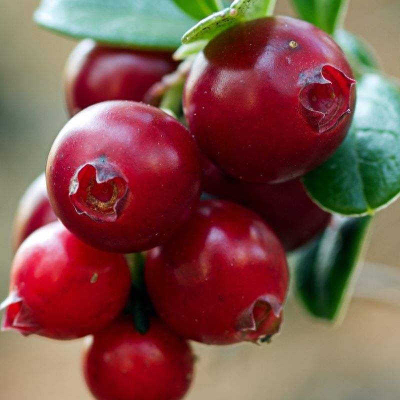 cranberry