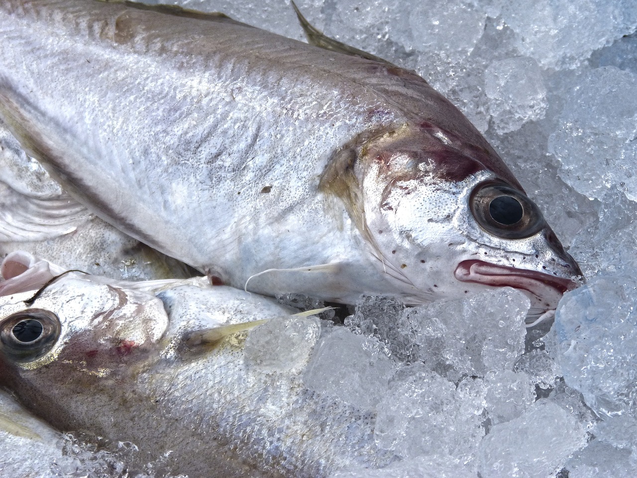 fish