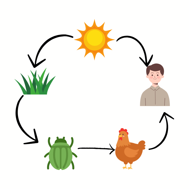 food chain