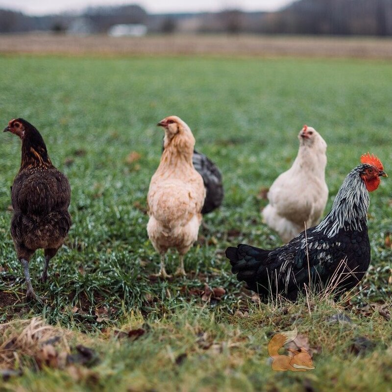free range