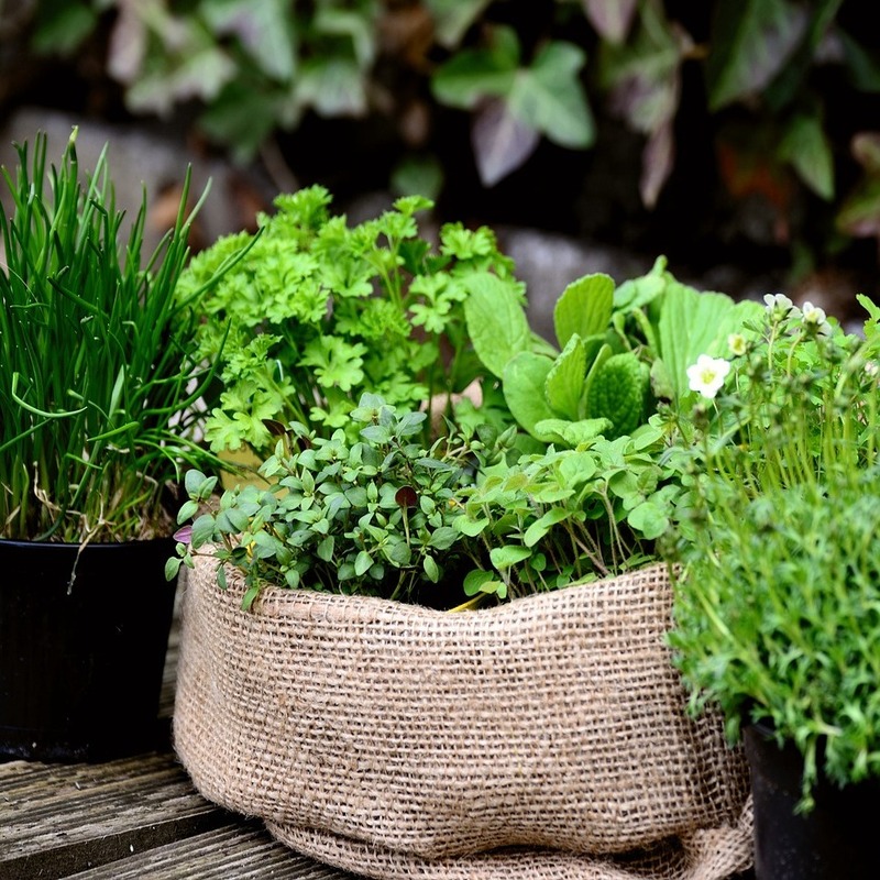 herbs