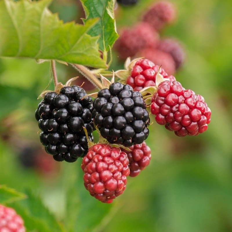 loganberry