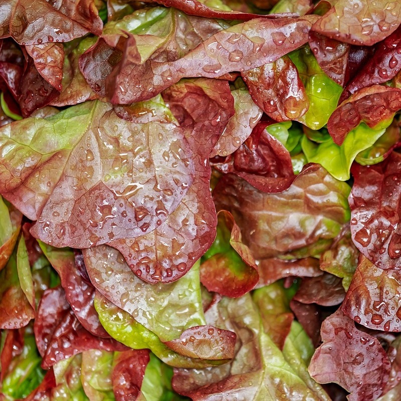 lollo rosso