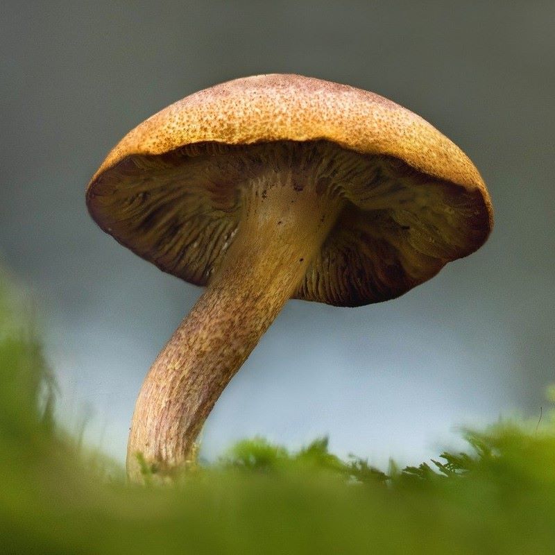 mushroom