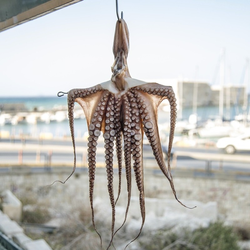 octopus