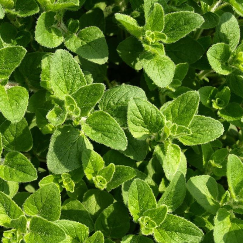 oregano