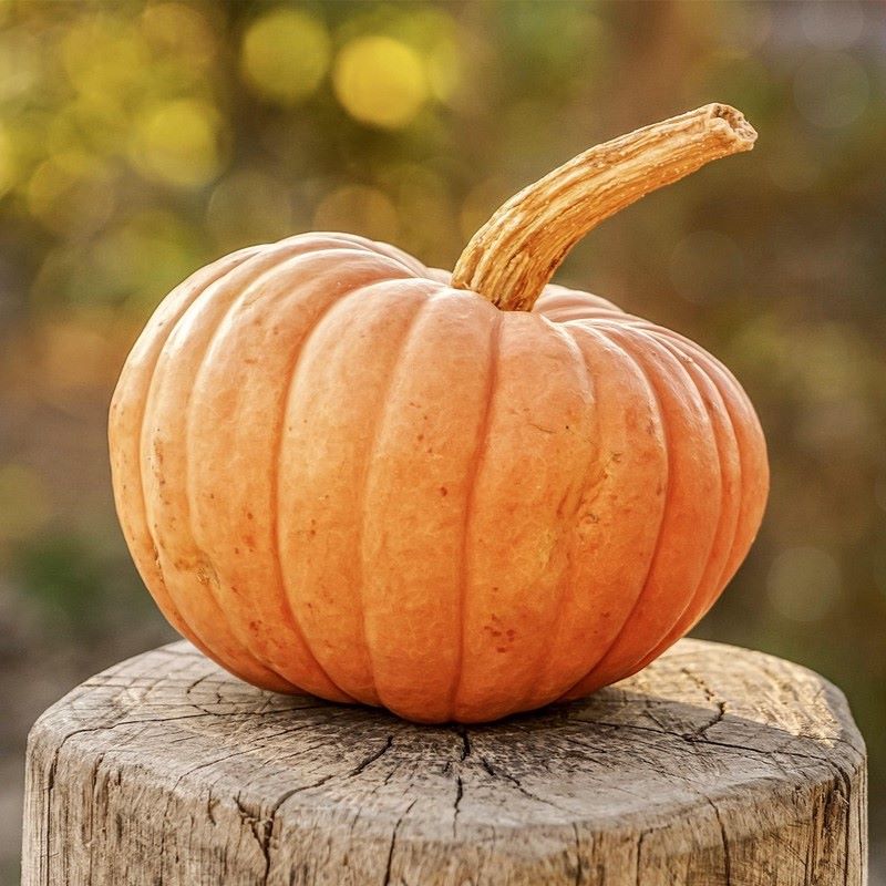 pumpkin