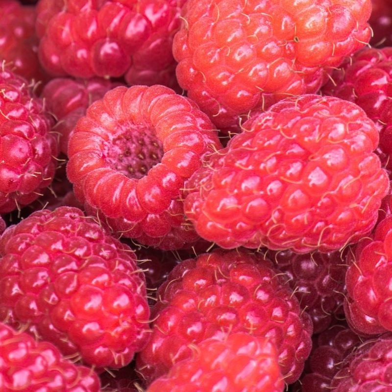 raspberry