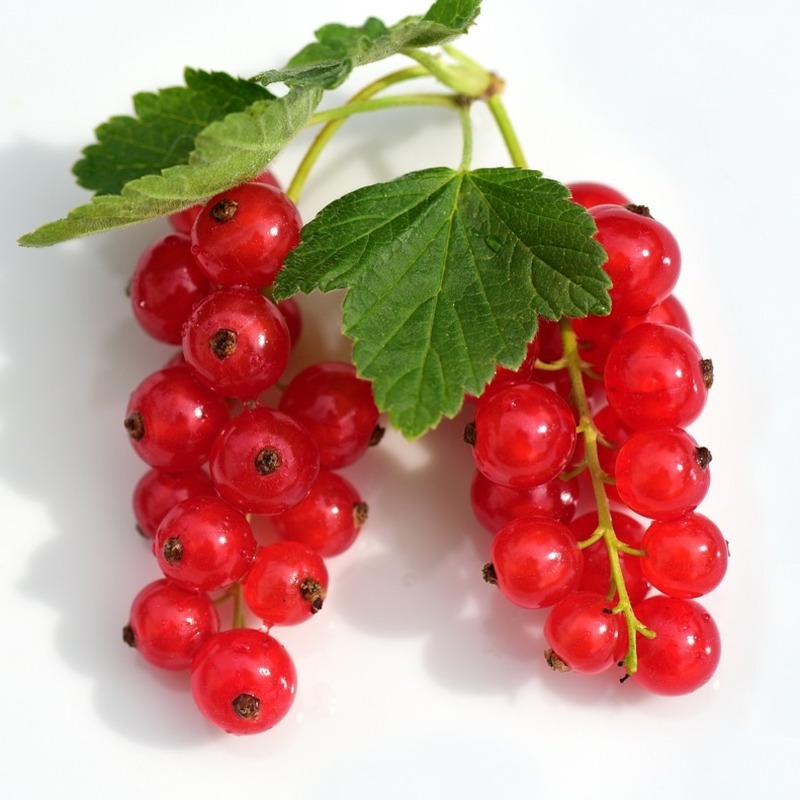 red currant