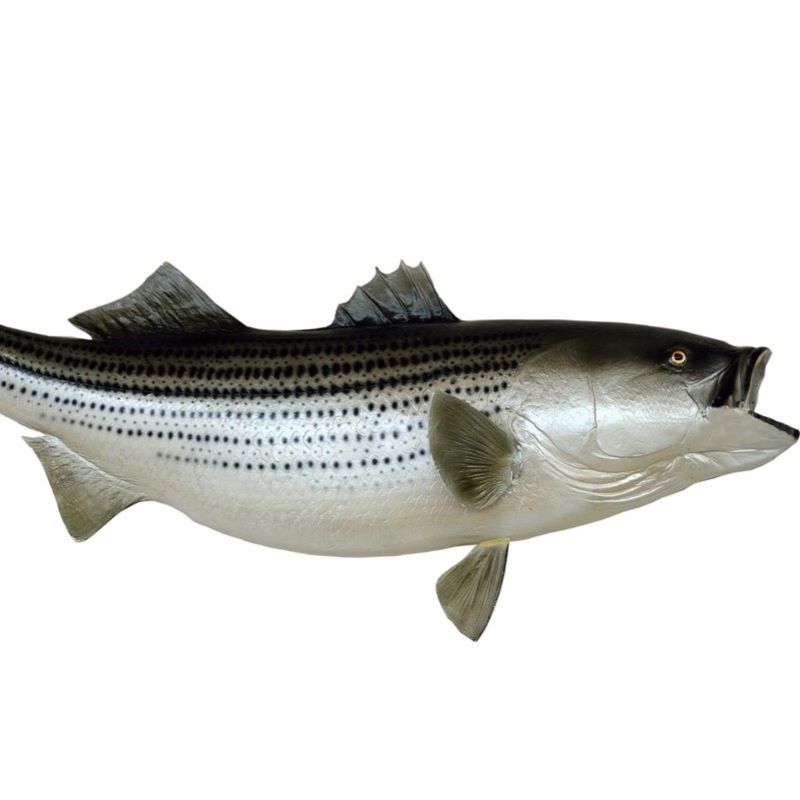 sea bass