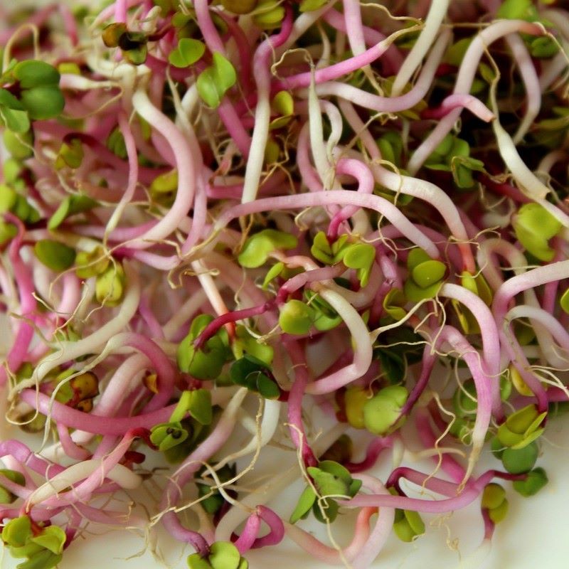 sprout