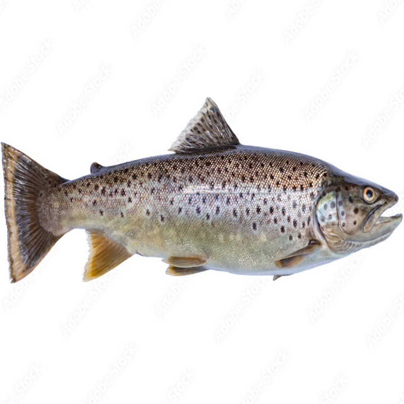 trout