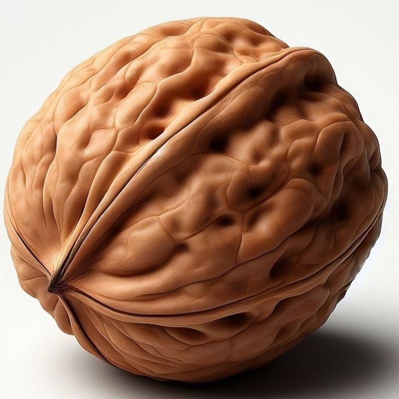 walnut