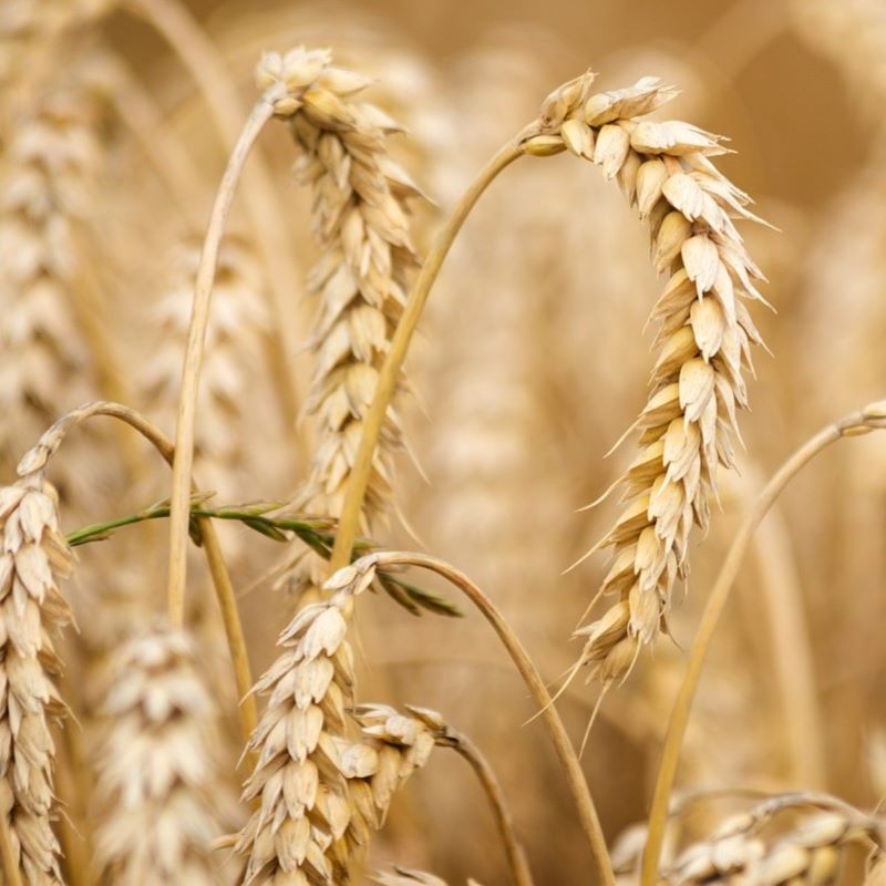 wheat